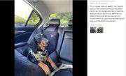 Dog Car Pet Bed Pet Seat Car Nest Car Mats Car Cushion Safety Seat Car Kennel Car Cage
